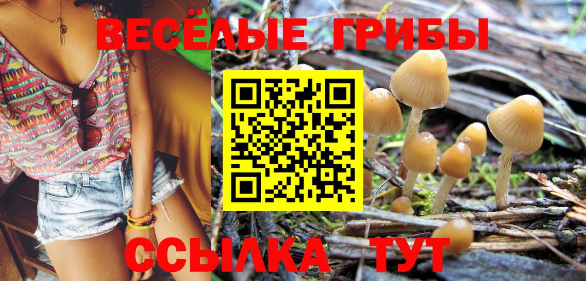 купить наркотики цена  Волгоград  Псилоцибиновые грибы Cubensis 