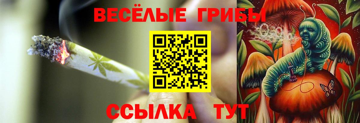 Псилоцибиновые грибы Psilocybe Волгоград